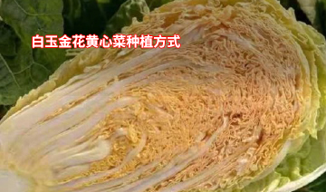 裕鑫隆昌